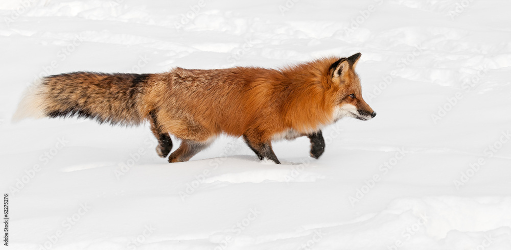 Red Fox (Vulpes vulpes) Stacks Right Through the Snow Red Fox (Vulpes vulpes) Stacks Right Through the Snow