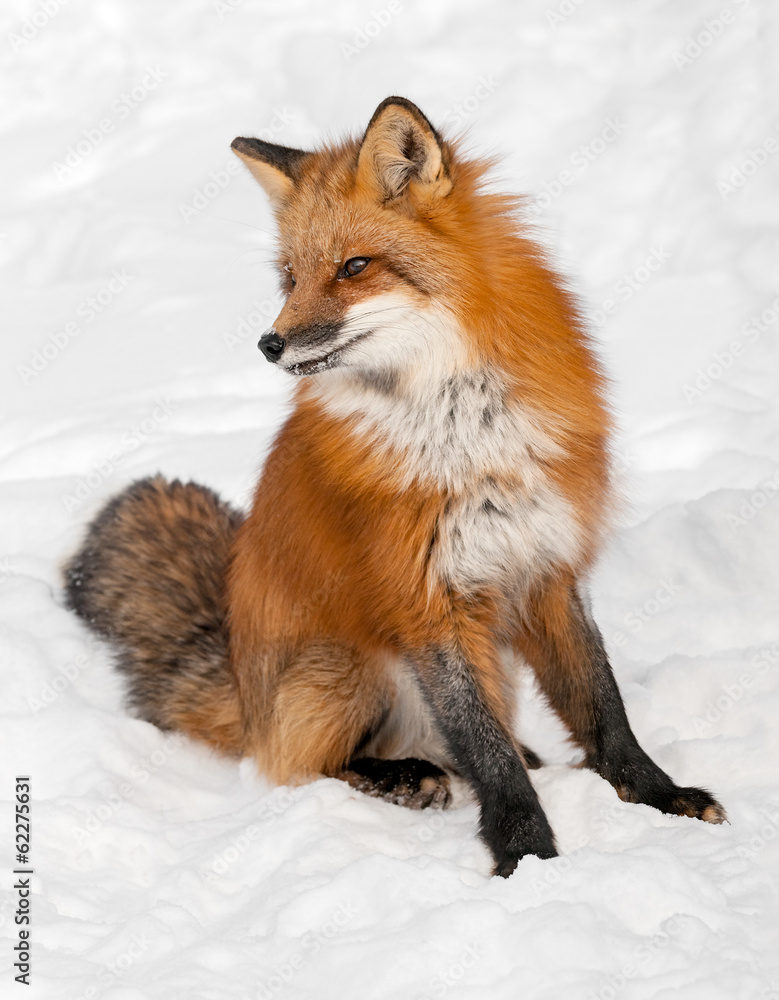 Obraz premium Red Fox (Vulpes vulpes) Sits in the Snow