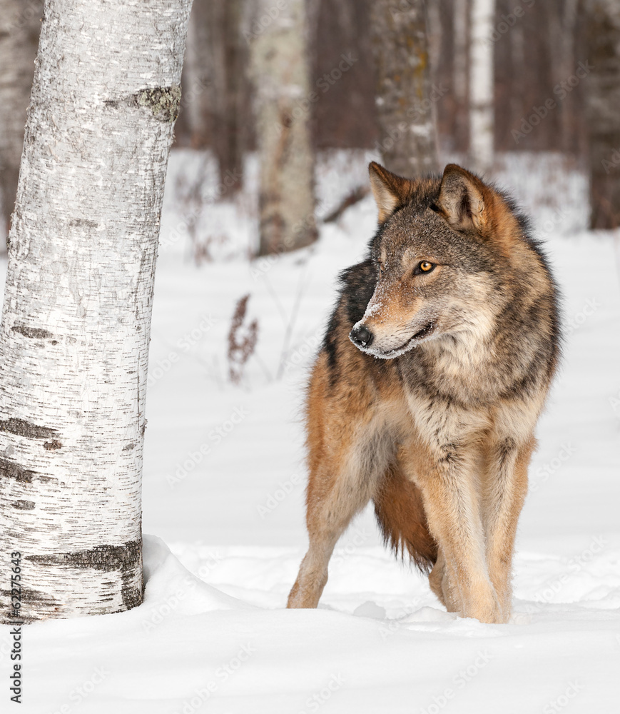 Obraz premium Grey Wolf (Canis lupus) Walks Around Birch Tree