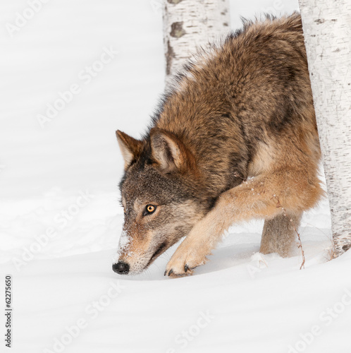 Grey Wolf (Canis lupus) Prowl © geoffkuchera