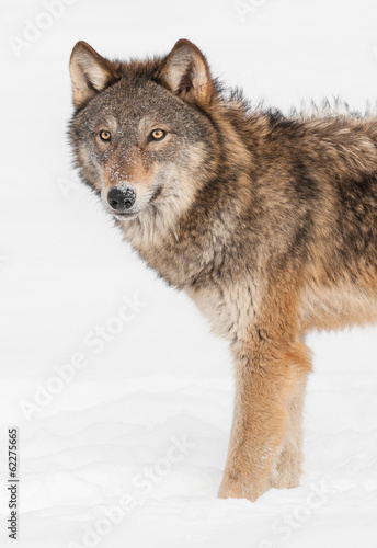 Grey Wolf (Canis lupus) Stands in Snow © geoffkuchera