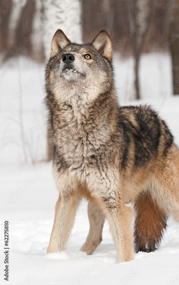 Grey Wolf (Canis lupus) Looks Way Up Grey Wolf (Canis lupus) Looks Way Up