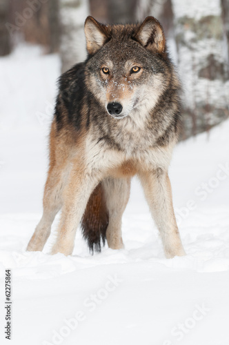 Grey Wolf  Canis lupus  Copy Space Bottom