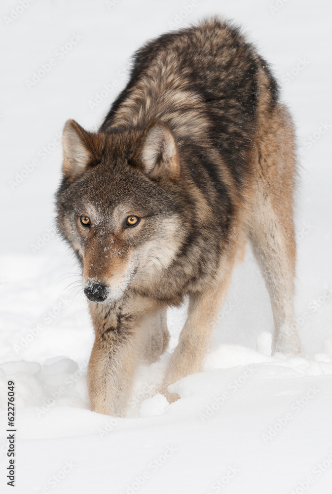 Grey Wolf (Canis lupus) Digs in the Snow