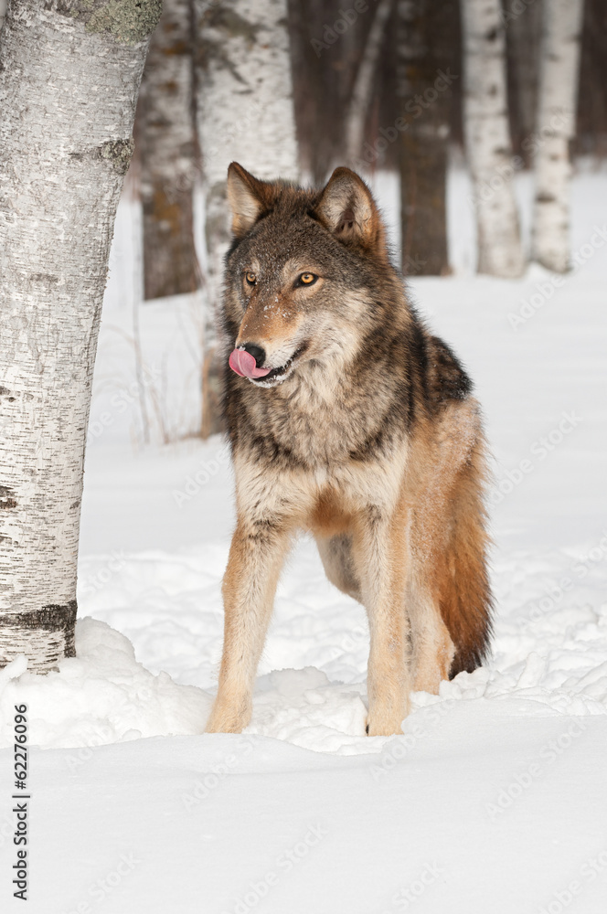 Grey Wolf (Canis lupus) Licks Nose Grey Wolf (Canis lupus) Licks Nose