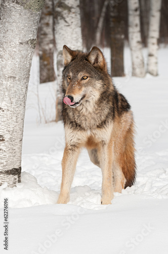 Grey Wolf  Canis lupus  Licks Nose