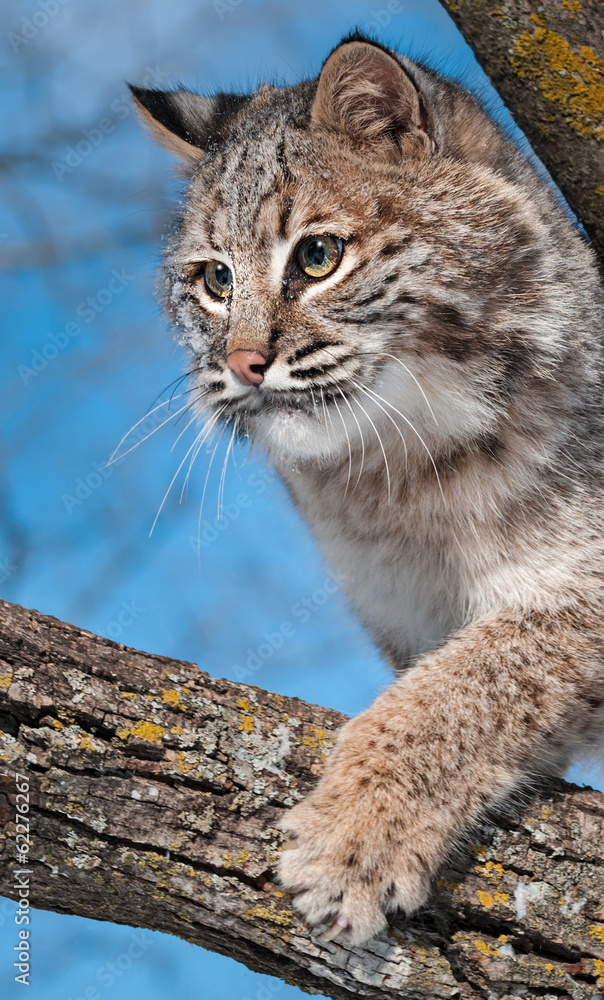Bobcat (Lynx rufus) Claws at Branch