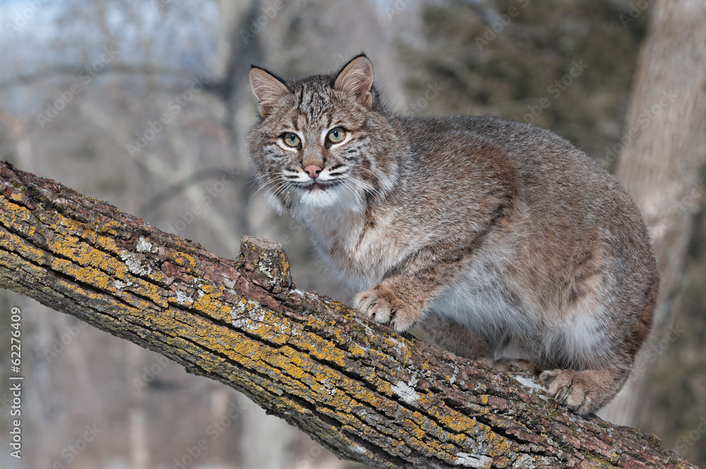 Bobcat (Lynx rufus) Crouches on Branch Looking Left Bobcat (Lynx rufus) Crouches on Branch Looking Left