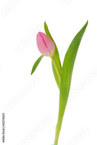 Fototapeta Naklejka Na Ścianę i Meble -  Pink tulip