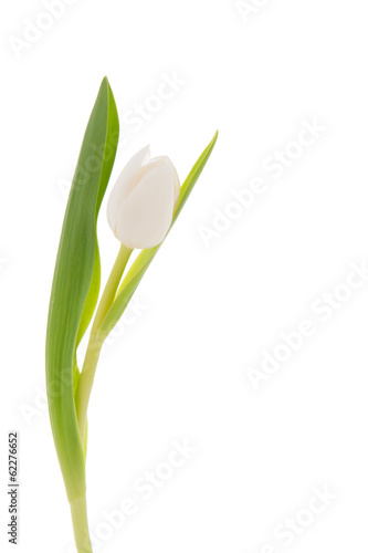 White tulip © Ivonne Wierink
