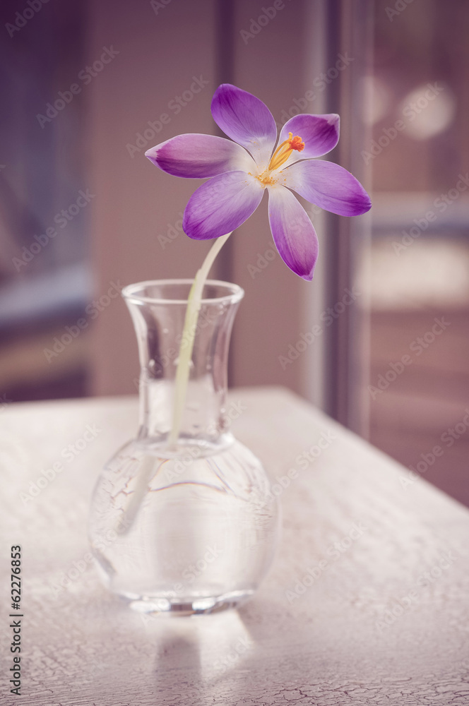 Violet crosus (krokusse) in Vase