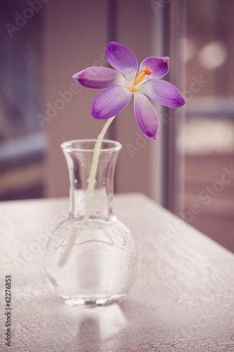 Violet crosus  krokusse  in Vase