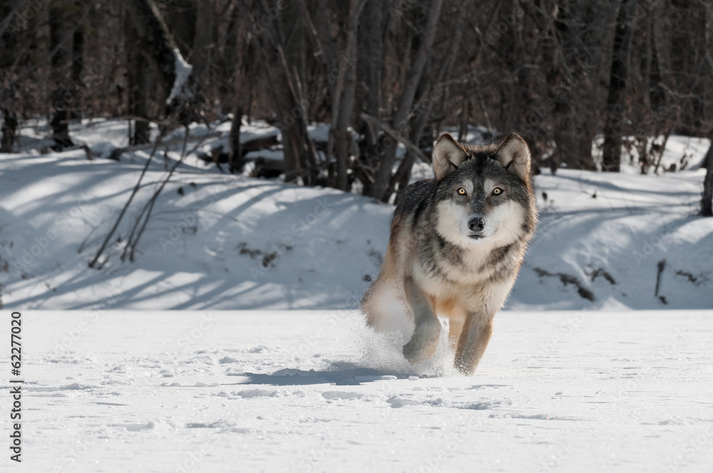 Grey Wolf (Canis lupus) Trot Grey Wolf (Canis lupus) Trot