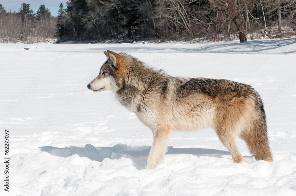 Grey Wolf (Canis lupus) Stands in Snowy Riverbed Looking Left