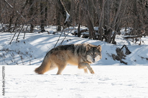 Grey Wolf (Canis lupus) Moves Right Along Snowy Riverbed