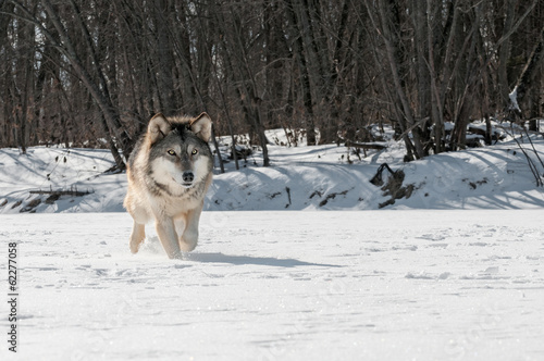 Grey Wolf (Canis lupus) Runs Along Snowy Riverbed © geoffkuchera