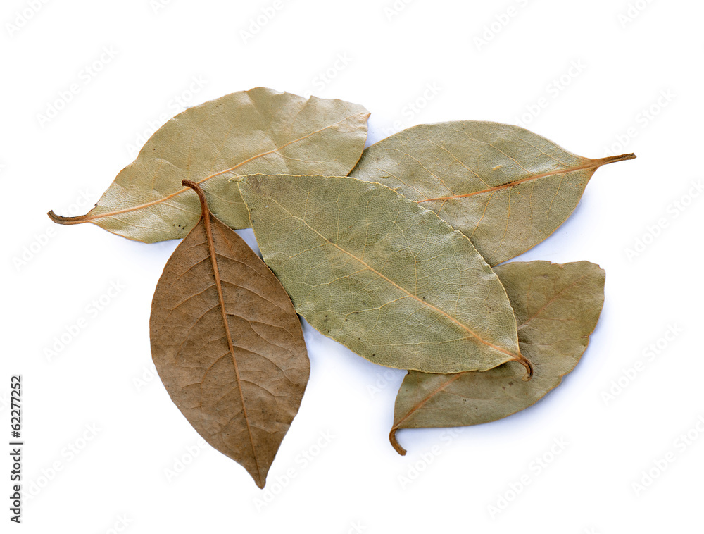 Dry laurel leaf isolated on white