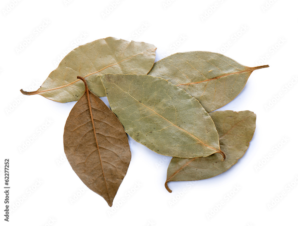 Dry laurel leaf isolated on white Dry laurel leaf isolated on white