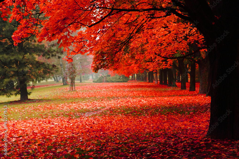 Obraz premium czerwona jesień w parku
