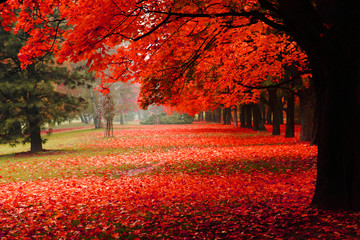 Fototapete Bäume Roter Herbst im Stadtpark  © jonnysek