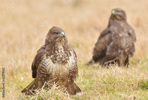 common buzzard