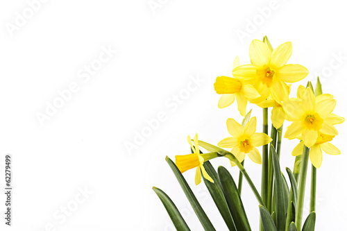 Leinwand Poster Yellow daffodils on a white background