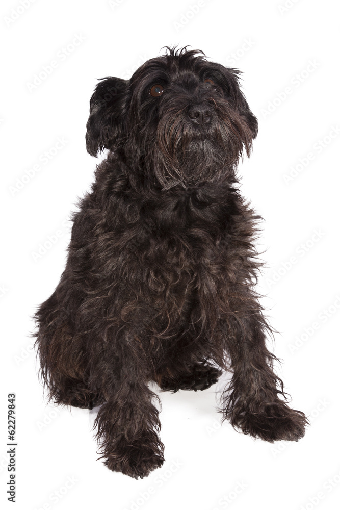 schnauzer dog breed with pedigree in black