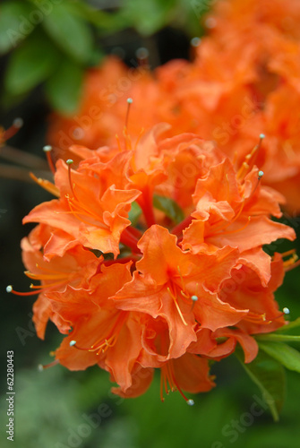 Orange rhododendron.