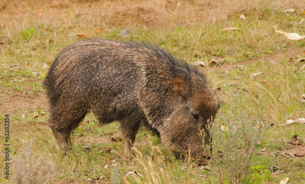 Peccary or Javelina feeding Peccary or Javelina feeding