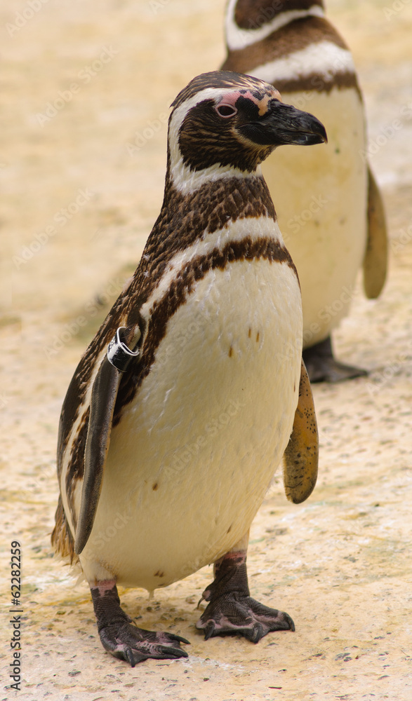 Fototapeta premium A Humboldt or Magellanic species of penguin, isolated on white