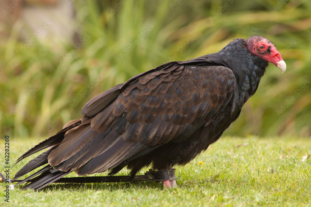 Turkey Vulture Turkey Vulture