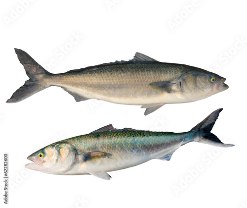 Caraway fish