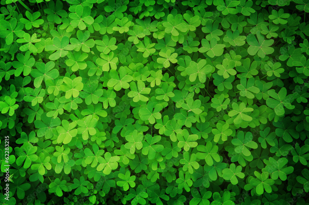 green clover background green clover background