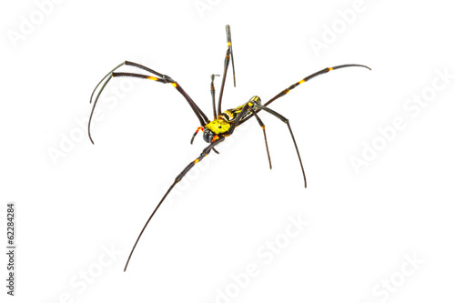 spider on white background