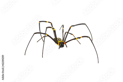 spider on white background