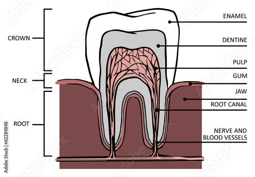 Tooth structure. Anatomy of teeth