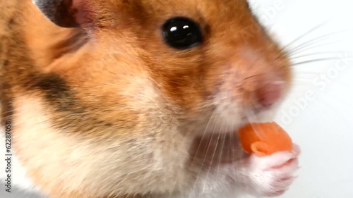 Hamster nibbling carrot
