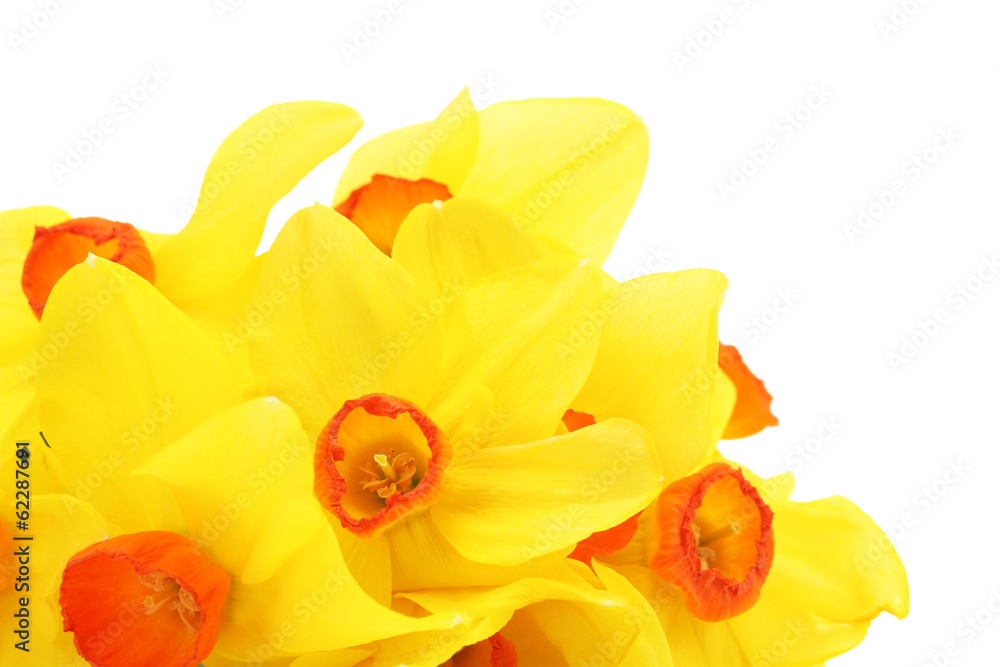 beautiful yellow daffodils isolated on white beautiful yellow daffodils isolated on white