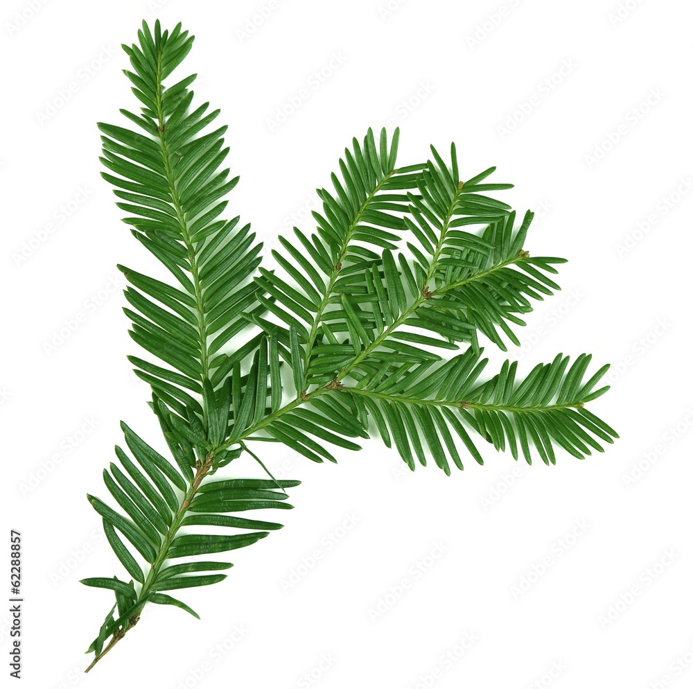 Beautiful yew twig, isolated on white Beautiful yew twig, isolated on white