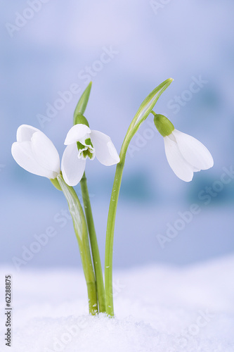 Fototapeta Naklejka Na Ścianę i Meble -  Beautiful snowdrops on snow, on nature winter background