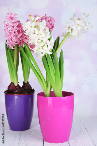 Fototapeta Naklejka Na Ścianę i Meble -  Hyacinth flowers in pots on table on bright background