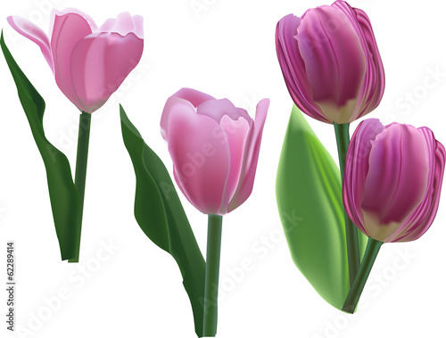 Fototapeta Naklejka Na Ścianę i Meble -  four pink tulip flowers on white
