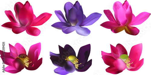 Fototapeta Naklejka Na Ścianę i Meble -  set of six lily flowers isolated on white background