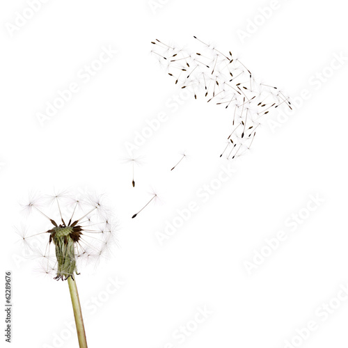 old dandelion and dove from seeds isolated on white