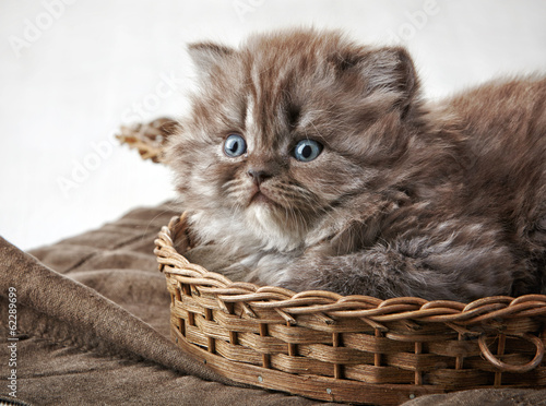 British long hair kitten