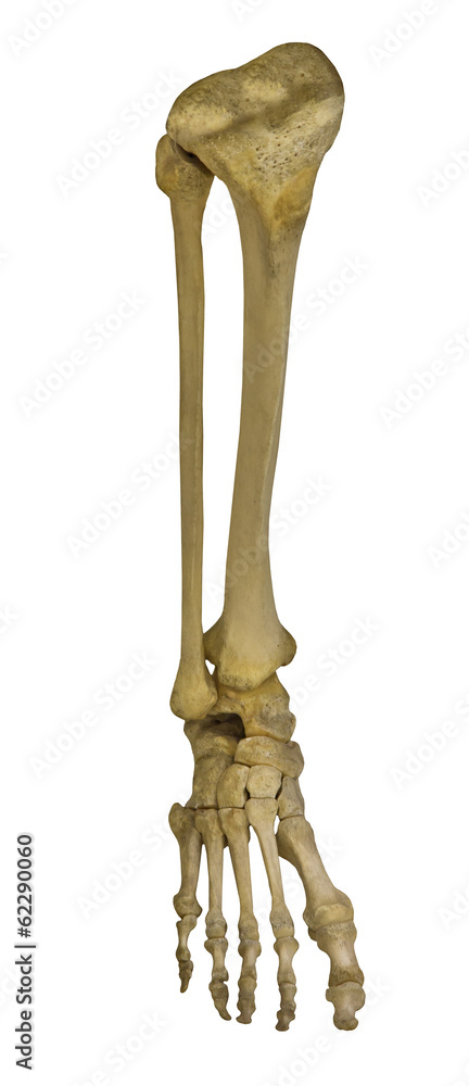 human leg skeleton isolated on white