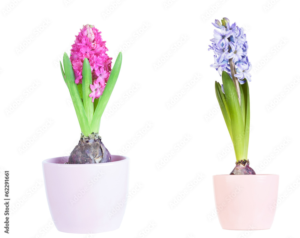 hyacinth flower bulbs in pot isolated on white background