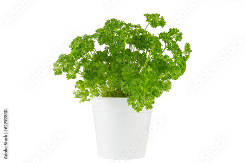 parsley in the white pot on white background