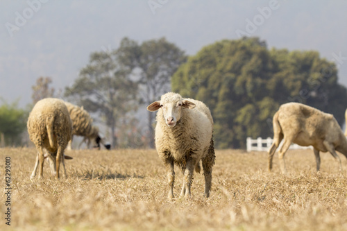 sheep grazed on a dry field in summer