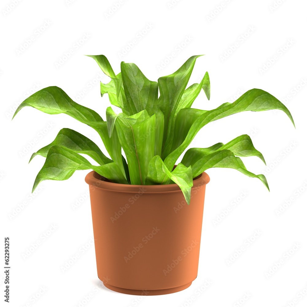 realistic 3d render of asplenium realistic 3d render of asplenium